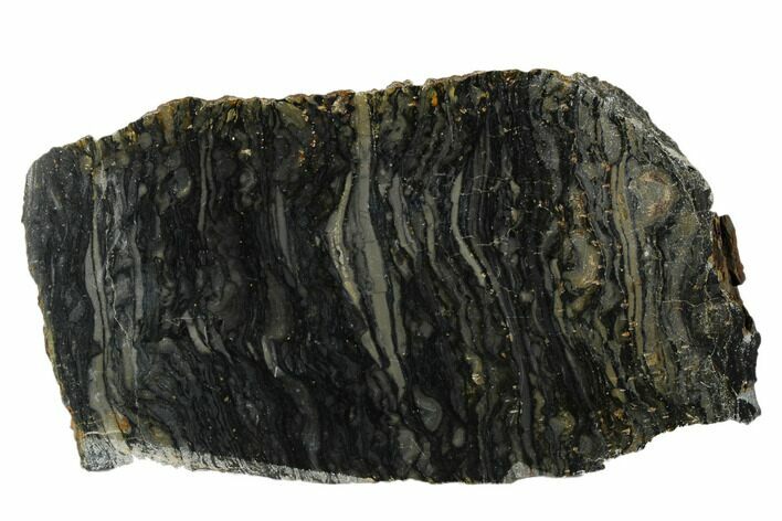Polished Stromatolite (Alcheringa) Section - Billion Years #180208